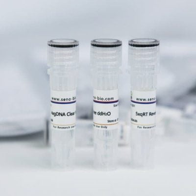 Rapid cDNA First Strand Synthesis Kit