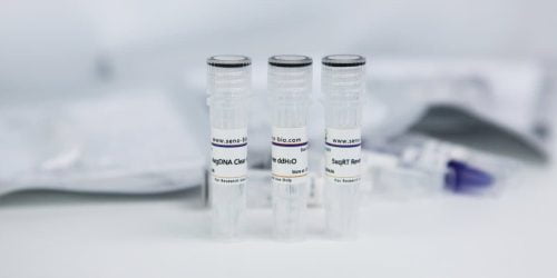 Rapid cDNA First Strand Synthesis Kit