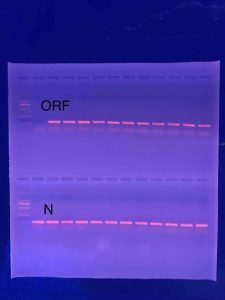 Taq polymerase