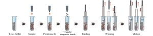 DNA purification Magnetic Bead Method