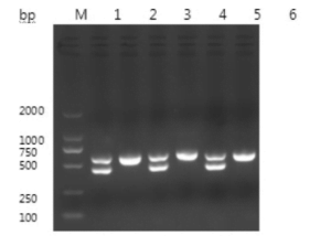 conduct a DNA test to identify the male and female pigeons