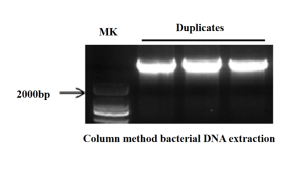 Kit de extracción de ADN del genoma bacteriano