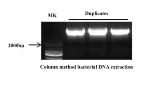 Kit Ekstraksi DNA Genom Bakteri