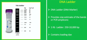 What is a DNA ladder? what does the DNA ladder do in PCR?