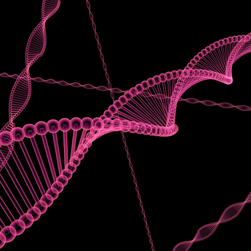 Seno taq polymerase