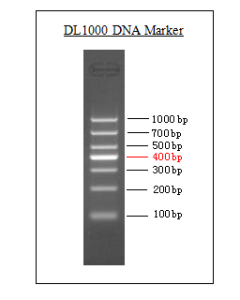 DL1000 DNA Marker