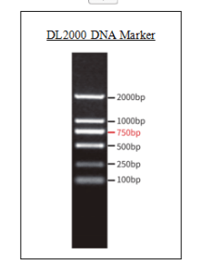 DNA Marker (DL2000)