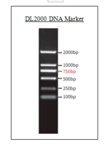 DNA標記 (DL2000)