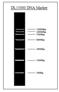 DNA-Marker (DL15000)