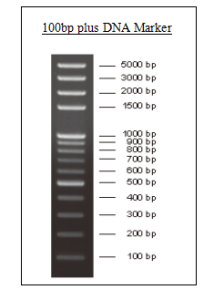 DNA Marker (100bp plus)