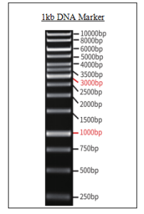 DNA Marker (1kb)