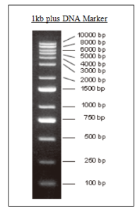 DNA Marker (1kb plus)