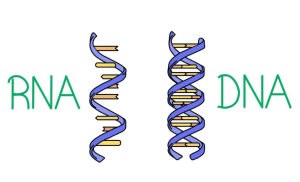 Extraction d'ADN