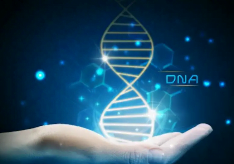 DNA-Reinigung