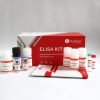 Human Cystatin E M Elisa Kit