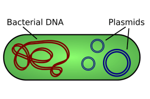 what is plasmid DNA