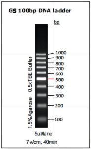 GS 100bp DNA ladder