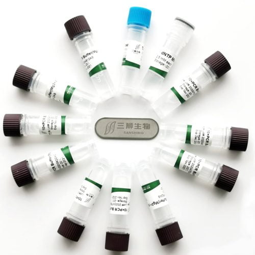 Taq DNA Polymerase