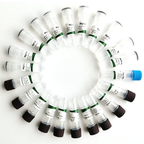 Taq DNA Polymerase