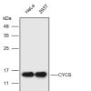 Anti-CYCS Monoclonal Antibody1