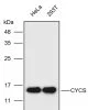 항-CYCS 단일클론항체1