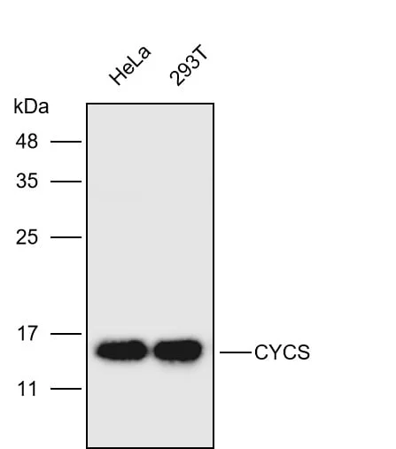 Anti-CYCS Monoclonal Antibody1