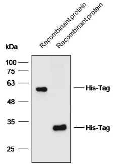 Anti-His Tag Monoclonal antibody