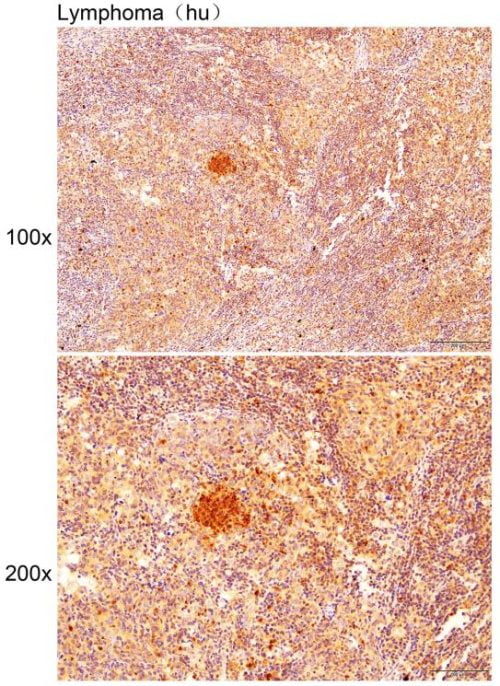 Anti-MPG Polyclonal Antibody2