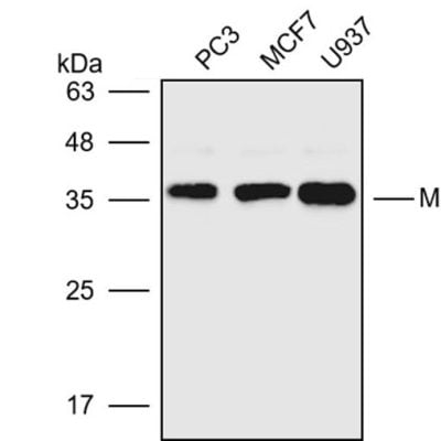 Anti-MPG Polyclonal Antibody2