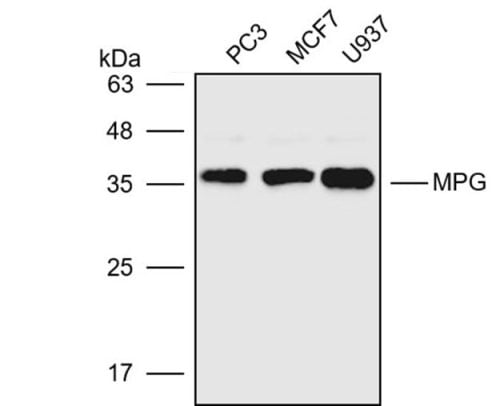 Anti-MPG Polyclonal Antibody2