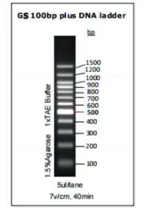 GS 100bp Plus DNA ladder