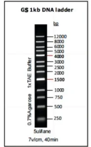 GS 1kb DNA ladder