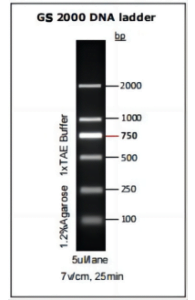 GS 2000 DNA ladder