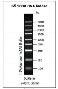 GS 5000 DNA ladder