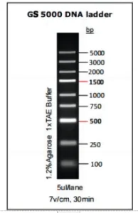 GS 5000 DNA ladder