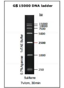 GS 15000 Scala del DNA