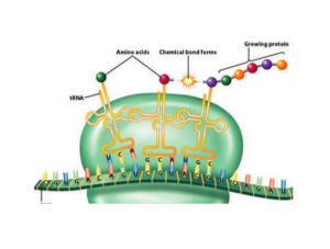 what is rRNA What role does rRNA play