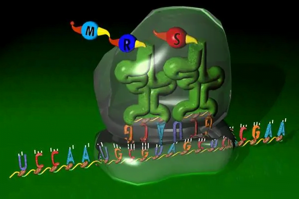 what is rRNA What role does rRNA play