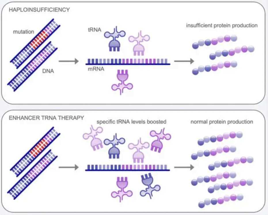 What Is tRNA What Is tRNA Structure