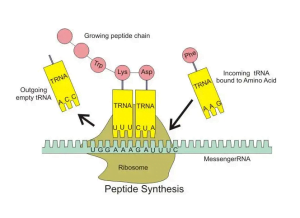 What Is tRNA What Is tRNA Structure