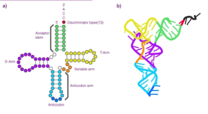 tRNA 란 무엇입니까 tRNA 구조 란 무엇입니까?