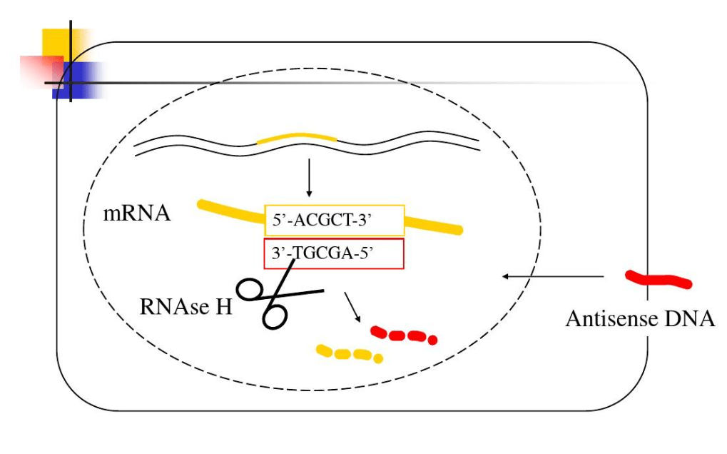 What is RNase H and What Does it Do? - ผู้เชี่ยวชาญด้านการตรวจดีเอ็นเอ