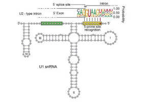 What is an snRNA