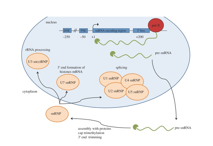 What is an snRNA