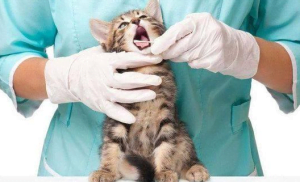 rapid diagnosis method for Canine (dogs) and Feline (cats)