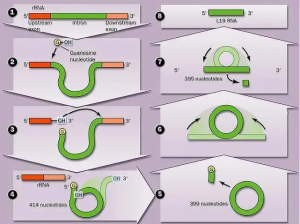 what is rRNA What role does rRNA play