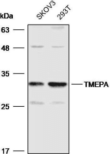 Western blot analysis with TMEPA antibody diluted at 1:2000;Lane: SKOV3,293T