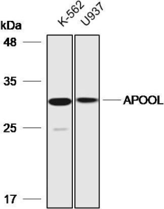 Western blot analysis with APOOL antibody diluted at 1:2000;Lane: K-562,U937