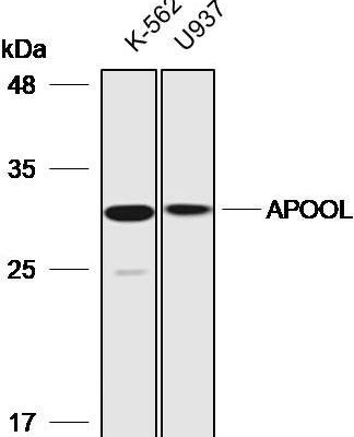 使用稀釋後的 APOOL 抗體進行蛋白質印跡分析 1:2000;車道: K-562，U937