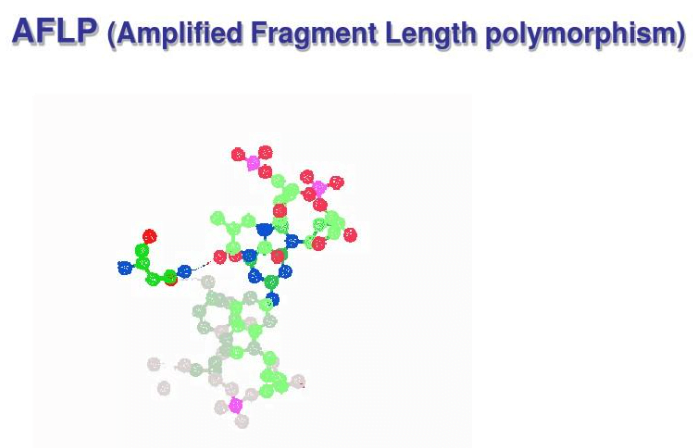 What is AFLP? The Complete Principle and Operation Process - DNA ...